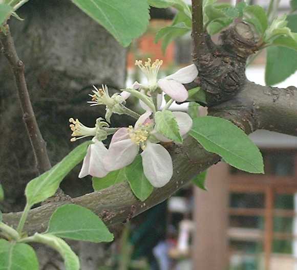 SʂQOOR