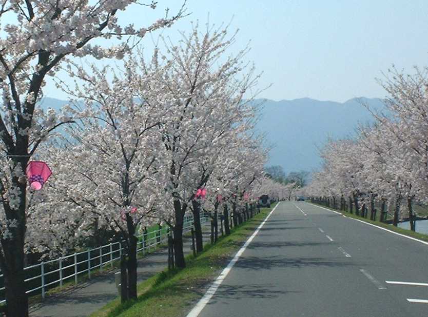 大榑川の桜２００３