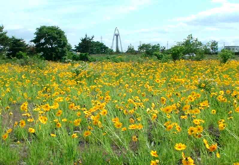 쓇Lт̃IILPCMN
