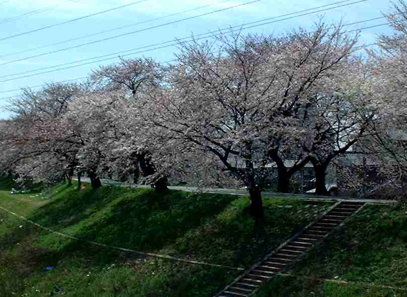 愛知県新川の桜