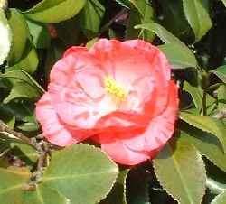 つばきの花のアップです