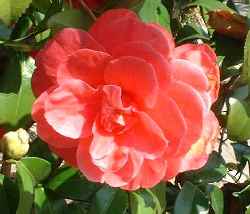 つばきの花のアップです